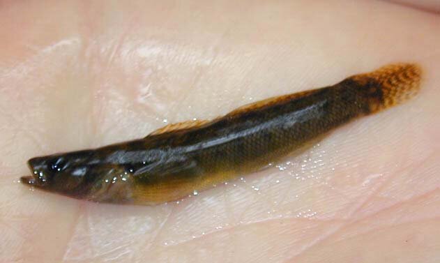Fantail Darter - Etheostoma flabellare