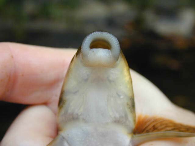 Hogsucker - Hypentelium nigricans - Mouth Detail