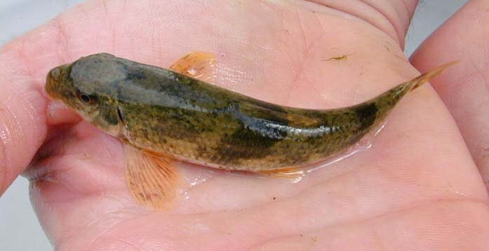 Hog Sucker - Hypentelium nigricans